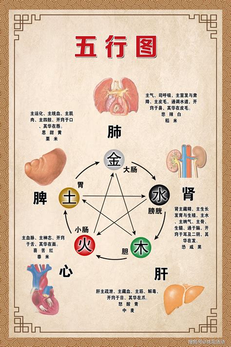 五行 胃|人的五脏六腑，分别对应哪五行？